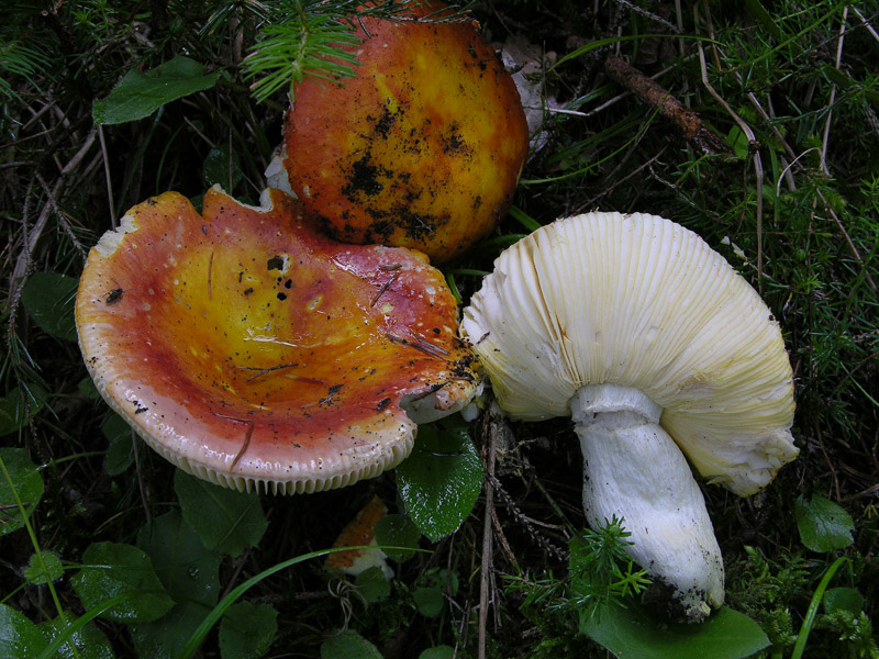 Russulaceae di oggi.